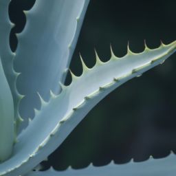 蘆薈的美容護膚方法和效果解析，告別肌膚問題！