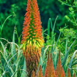 花溪蘆薈美容護膚：拯救你的肌膚問題！