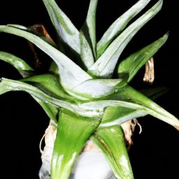 蘆薈<strong>美容</strong>護(hù)膚，白皙肌膚的秘密揭示！