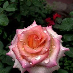 小月子期間可以進(jìn)行美容護(hù)膚嗎？女性朋友們想必對(duì)于這個(gè)問(wèn)題都非常關(guān)注。在產(chǎn)后恢復(fù)的階段，媽媽們往往會(huì)因?yàn)樯眢w疲憊、肌膚暗沉等問(wèn)題感到苦惱，而美容護(hù)膚似乎成了她們渴望擁有煥然一新外貌的途徑。那么，在小月子期間是否安全進(jìn)行美容護(hù)膚呢？